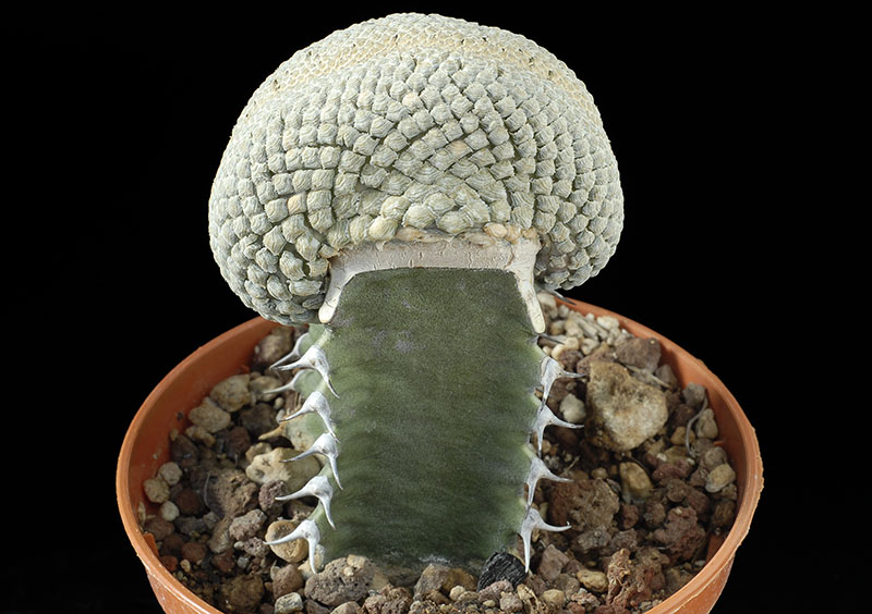 Euphorbia piscidermis f. crestata  Cm. 6 € 49,00.jpg